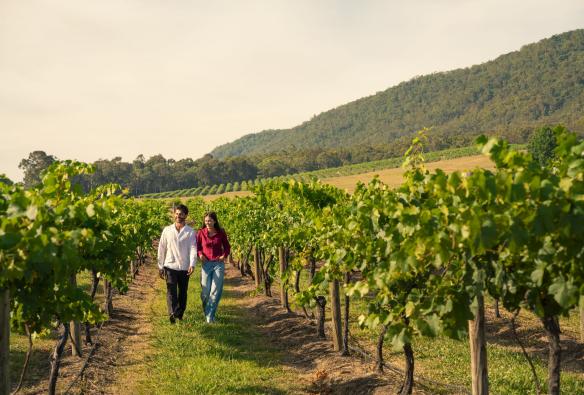 Mount Pleasant Wines, Pokolbin, New South WalesCouple walking through the vineyards at Mount Pleasant Estate in Pokolbin, New South Wales © Destination NSW