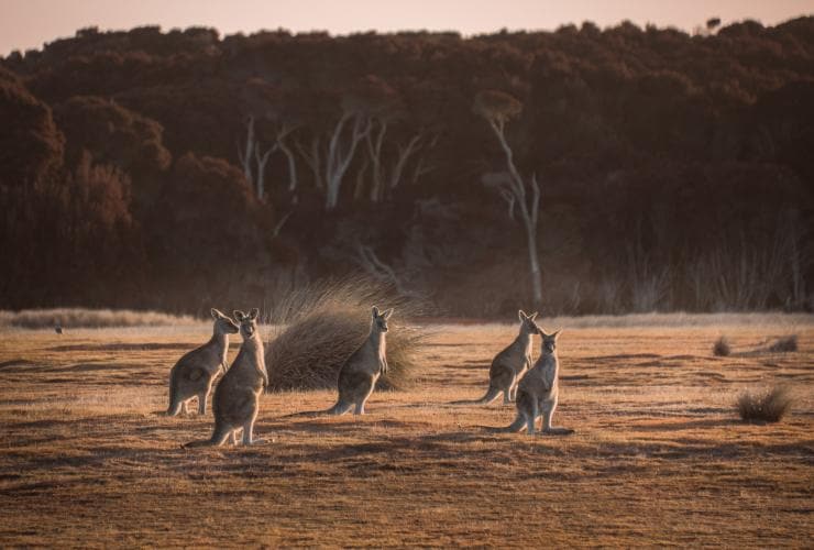Kangaroos, Springlawn, Narawntapu National Park, TAS © Jess Bonde