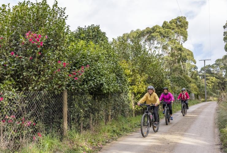 A group of people riding bikes alongside lush green trees during a tour with Cycling Vine Tours, Mornington Peninsula, Victoria © Tourism Australia