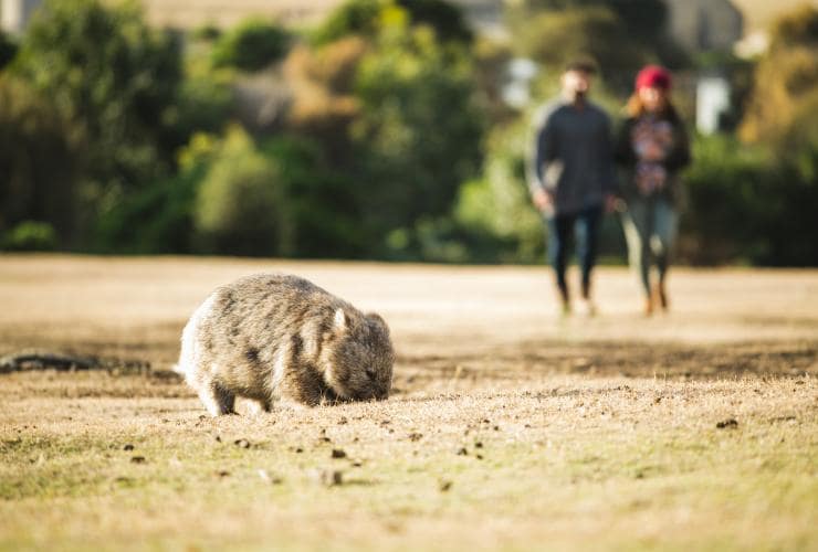 A couple walking in the background with a wombat grazing on the grass in front of them on Maria Island, Tasmania © Tourism Tasmania/Stu Gibson