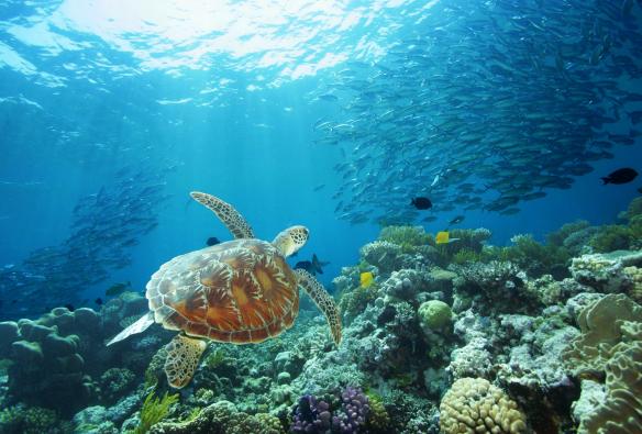 Great Barrier Reef, QLD © David Miller