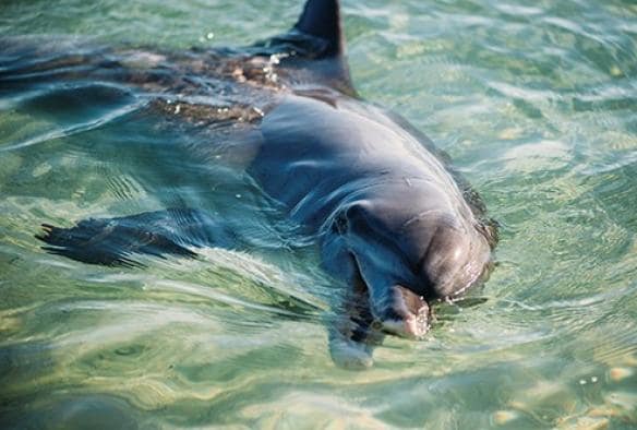 Dolphin, Monkey Mia, Ningaloo, Western Australia © Tourism Western Australia