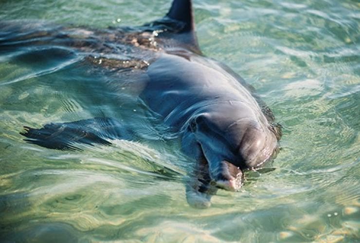 Dolphin, Monkey Mia, Ningaloo, Western Australia © Tourism Western Australia