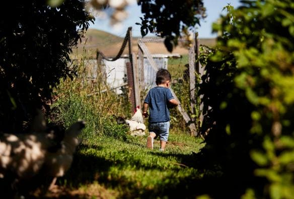 A young boy walking through the grass with chickens at Curringa Farm, Hamilton, Tasmania © Tourism Australia 