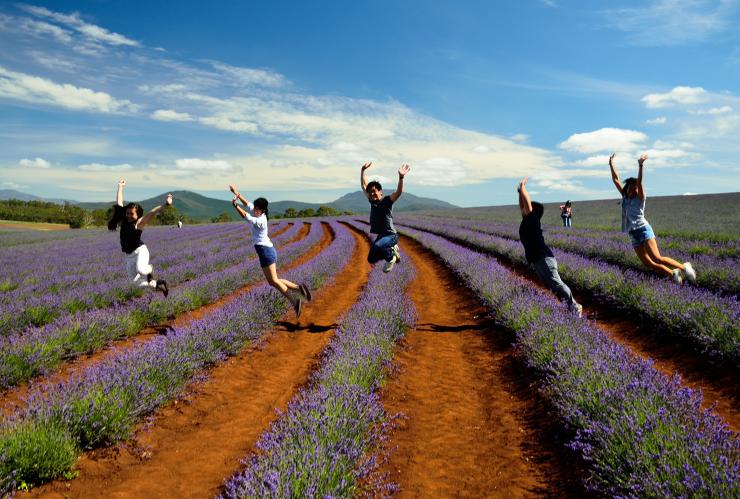 A group of people jumping in the air between rows of lavender, Bridestowe Lavender Estate, Nabowla, Tasmania © KVP Multimedia Services 