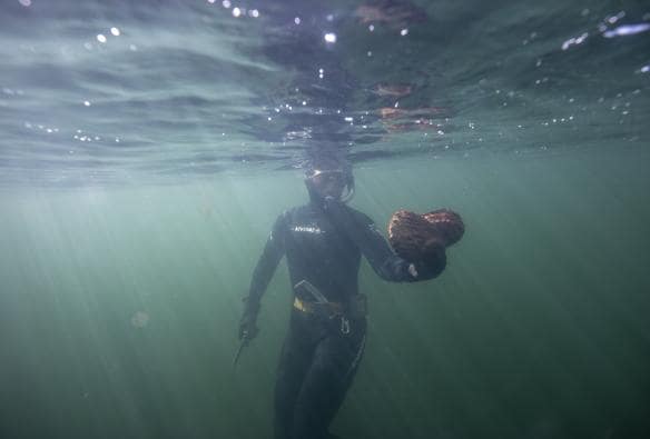 A person underwater in the ocean wearing a snorkel and holding a large abalone, Seafood Seduction, Hobart, Tasmania © Daniel Tran
