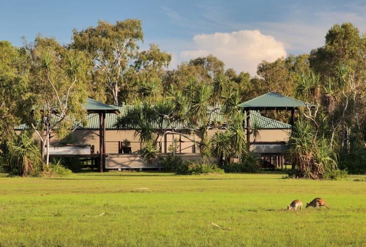 Two wallabies grazing on grass in front of a building surrounded by trees, Bamurru Plains, Mary River,  Northern Territory © Bamurru Plains