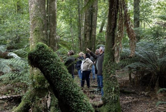 A group of people with a tour guide in a forest, Pepper Bush Adventures, Northern Tasmania, Tasmania © Tourism Australia