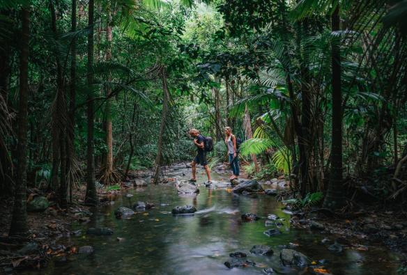 Daintree Rainforest, Tropical North Queensland, Queensland © Tourism Tropical North Queensland