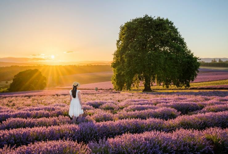 Bridestowe Lavender Estate, Tasmania © Luke Tscharke
