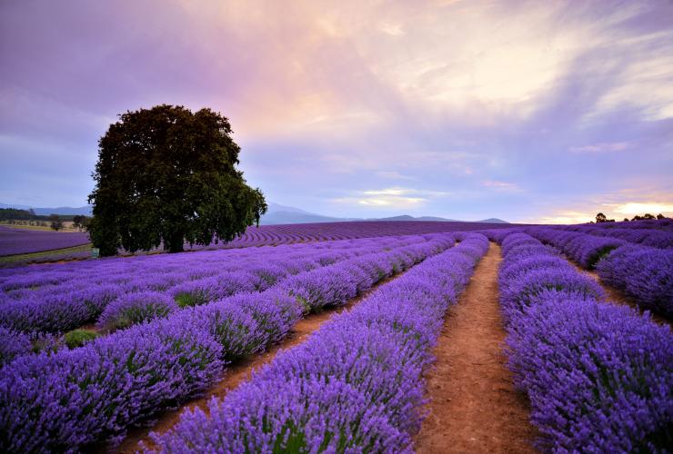 Bridestowe Lavender Estate, Tasmania © Brian Dullaghan