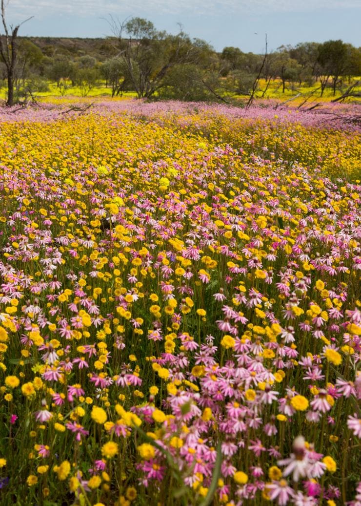 Coalseam Conservation Park, Western Australia © Australia’s Coral Coast 