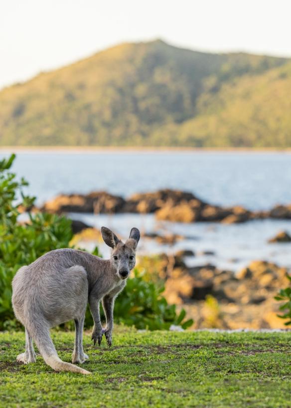 Daydream Island Resort, Great Barrier Reef, QLD © Tourism and Events Queensland
