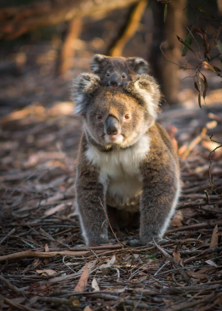 Koalas, Flinders Chase National Park, Kangaroo Island, SA © Sam Morgan