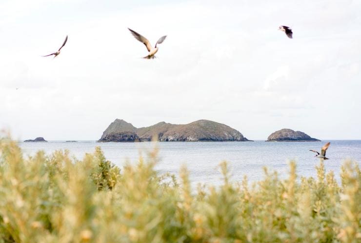 A flock of Sooty Terns flying over bushland on the coast of an island Lord Howe Island, New South Wales © Destination NSW 