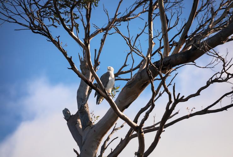 Bird in a tree on a sunny day, Bruny Island, Tasmania © Tourism Australia