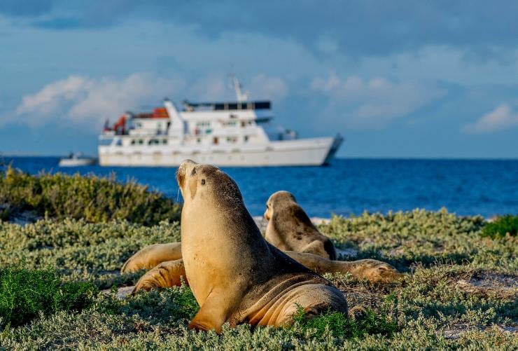 Sea lions resting on a grassy island with a boat cruising in the distance, Abrolhos Islands, Western Australia © Henderson Photographics