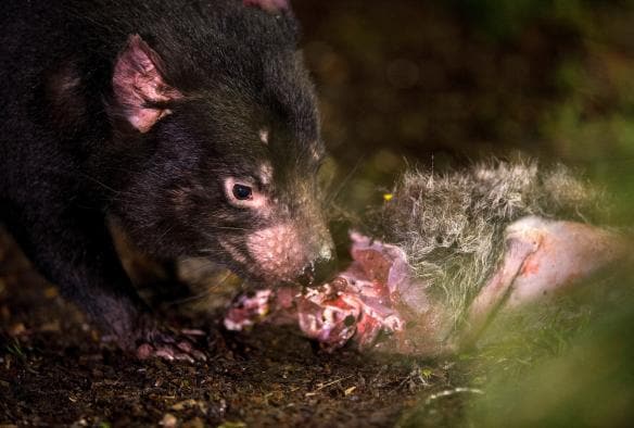 Tasmanian devil - Devils @ Cradle, Tasmanian Devil Sanctuary, Cradle Mountain Lake St Clair National Park, TAS © Tourism Tasmania & Rob Burnett