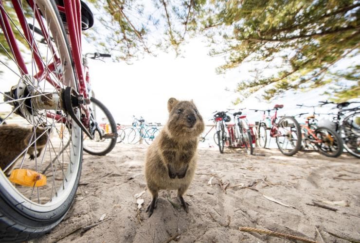 A wide angle of a quokka standing among bikes parked beneath trees on Rottnest Island, Western Australia © Tourism Western Australia