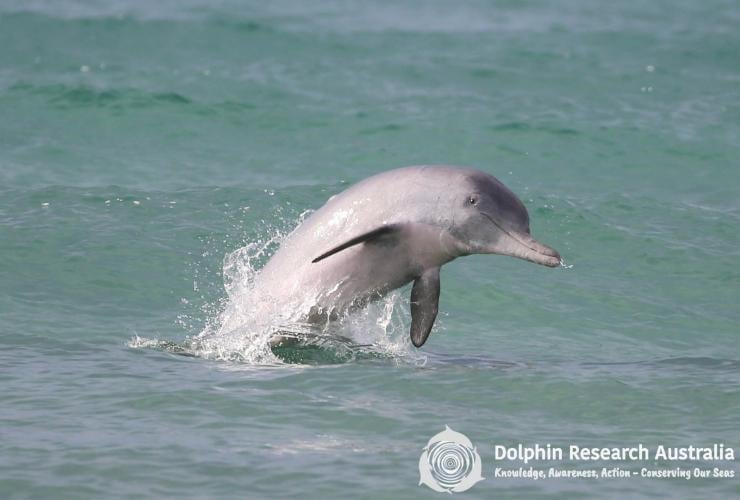 A dolphin leaping from the ocean, Dolphin Research Expeditions, Moreton Bay, Queensland © Dolphin Research Australia
