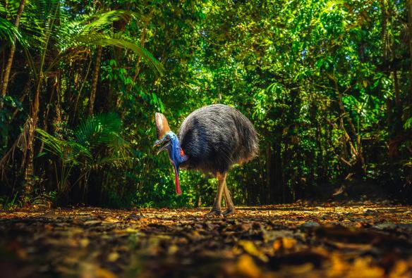 A large cassowary forages in the Daintree Rainforest, Queensland © Tourism and Events Queensland 