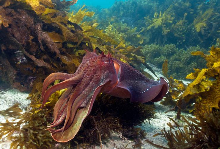 Giant cuttlefish, Shelly Beach, NSW © Jayne Jenkins