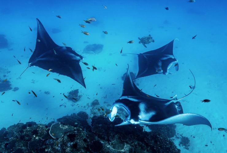 Manta rays and fish on the reef, Lady Elliot Island, QLD © James Vodicka