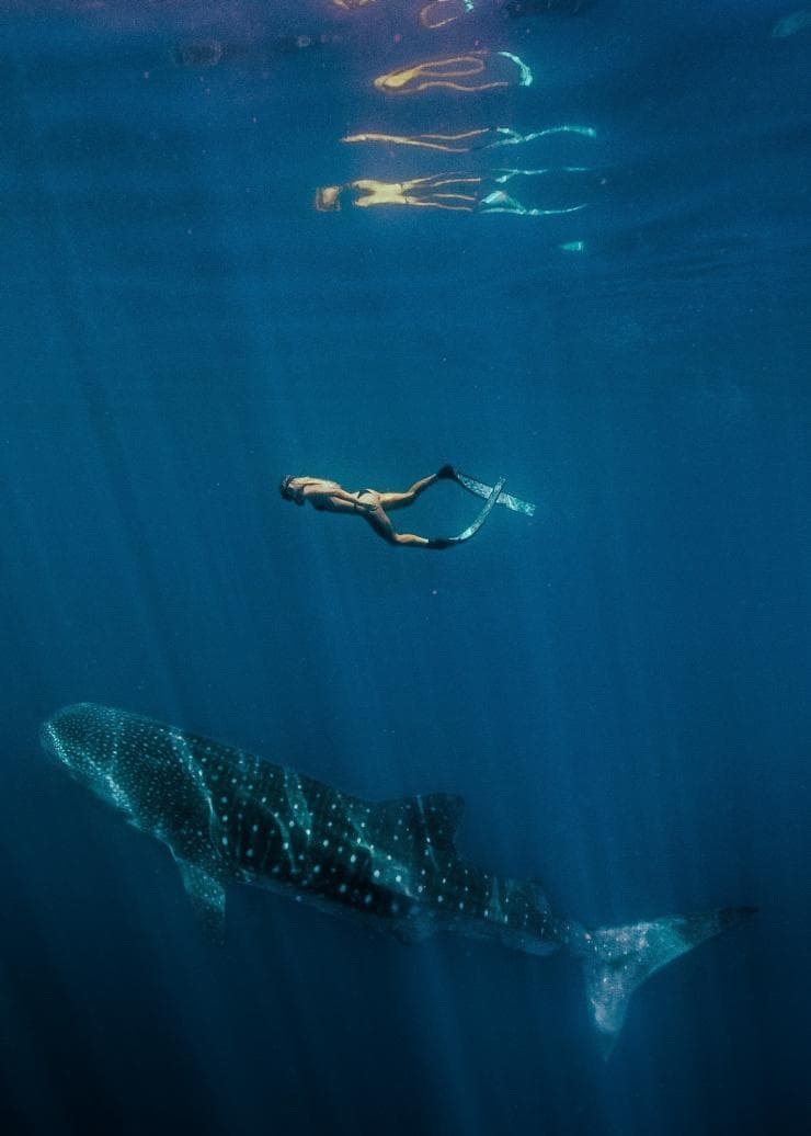 Swimming with a whale shark, Ningaloo Marine Park, WA © Tourism Western Australia