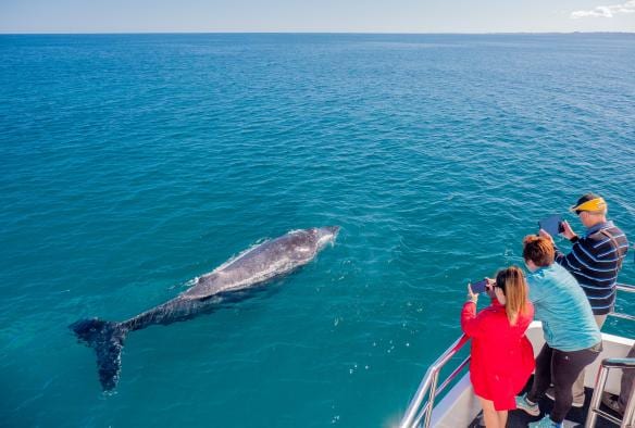 Tour group taking photos of a whale on a tour in Hervey Bay, Queensland © Tourism Australia