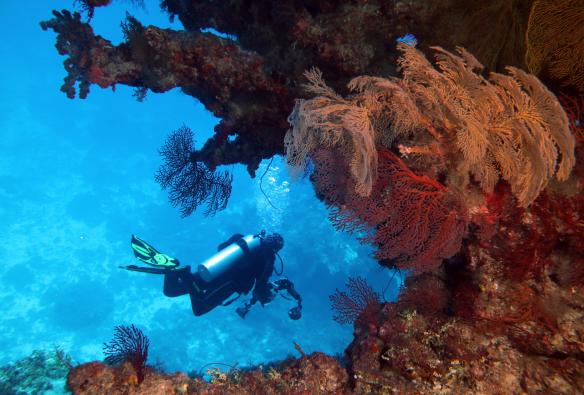 Scuba diver near bright orange coral on a tour with Mike Ball Dive Expeditions, Great Barrier Reef, Queensland © Deborah Dickson-Smith 