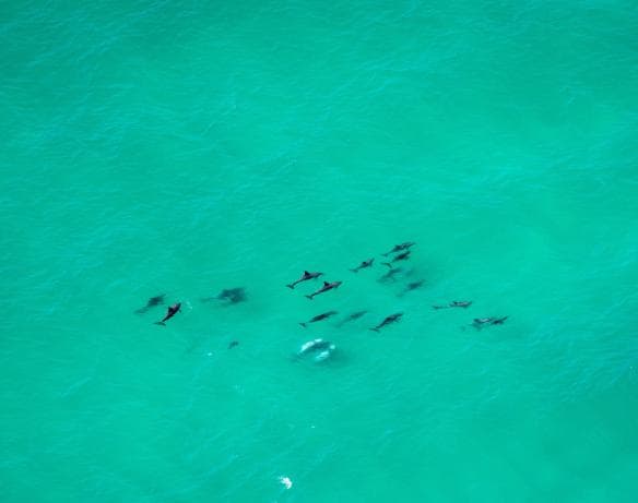 Aerial view of a pod of dolphins in Byron Bay, New South Wales © Tourism Australia