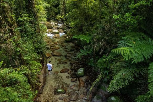 Aerial of a man walking through a stream in a the dense Daintree Rainforest, Tropical North Queensland, Queensland © Tourism Australia