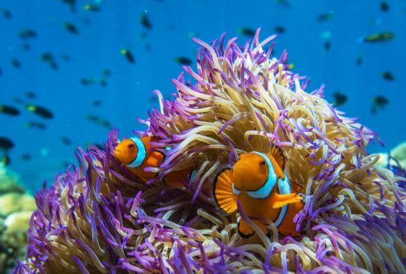 Anemone with clownfish, Frankland Islands, Queensland © Phil Warring