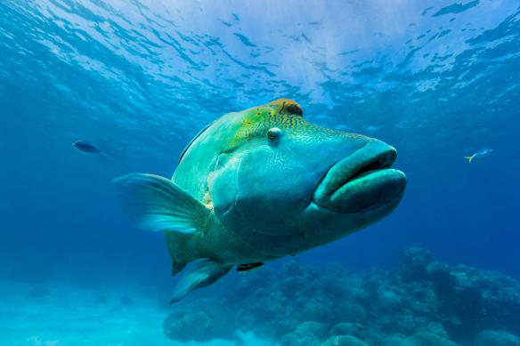 Maori Wrasse, Agincourt Reef, Great Barrier Reef, Queensland © Andrew Watson
