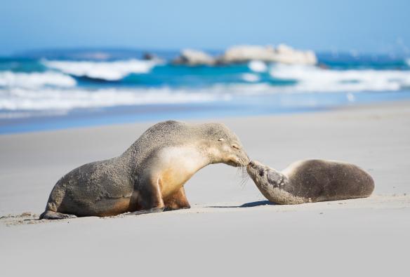 Seal Bay Conservation Park, Kangaroo Island, South Australia © Ben Goode