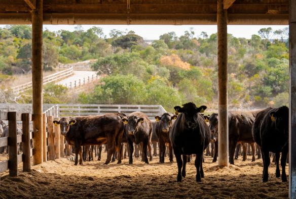 Cows at Mayura Station, South Australia © South Australian Tourism Commission