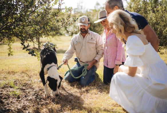 A truffle hunting dog sniffs the grass surrounded by a farmer and guests at The Folly Truffles, Queensland Country, Queensland © Tourism and Events Queensland