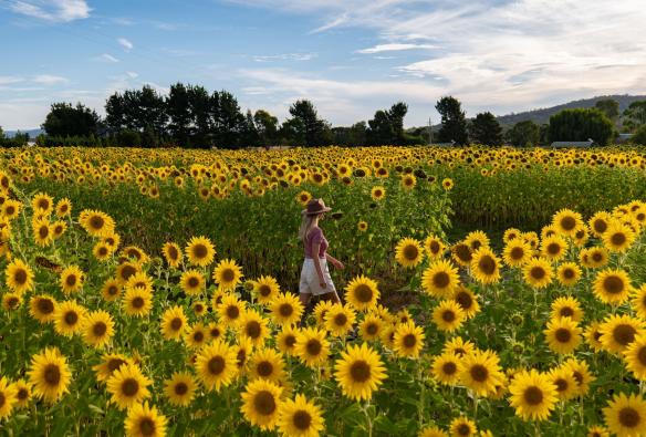 Bathed in the warm glow of sunlight filtering through the petals, this vibrant scene at Majura Valley Farm provides a joyful escape into nature's labyrinth, Canberra, Australian Capital Territory © Tourism Australia