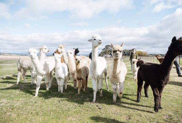 A curious bunch of white, beige, black and brown alpacas face the camera. They stand on a green, grassy paddock, with an overcast sky above at Blackwattle Alpaca Farm, Canberra, Australian Capital Territory © Tourism Australia