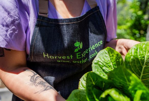 A close up photo of an owner holding a freshly picked bunch of green leafy vegetables at Harvest Experience, Geelong and the Bellarine, Victoria © Harvest Experience