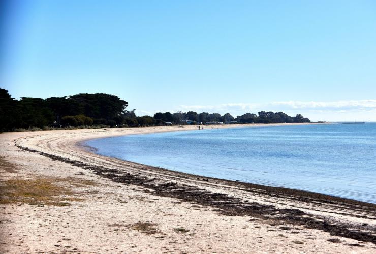 A curved sandy bay is hugged by green trees. On the sand sits washed up seaweed, Portarlington, Geelong and the Bellarine, Victoria © Tourism Australia