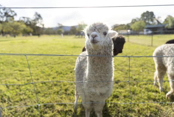 Alpaca at Starline Alpaca Farm, Broke, New South Wales © Tourism Australia