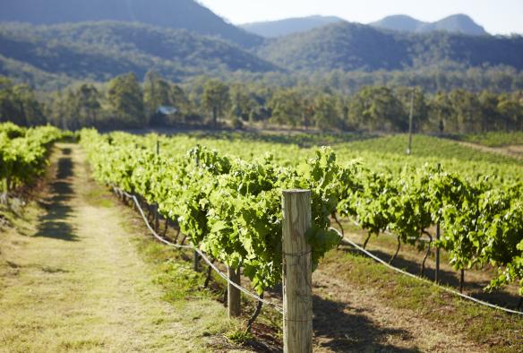Scenic view of Audrey Wilkinson Vineyard, Hunter Valley, New South Wales © Destination NSW