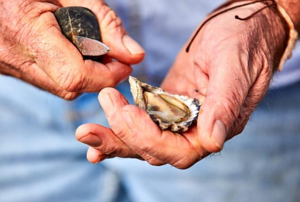 A close up of a man shucking an oyster with Captain Sponge's Magical Oyster Tours, South Coast, New South Wales © Tourism Australia