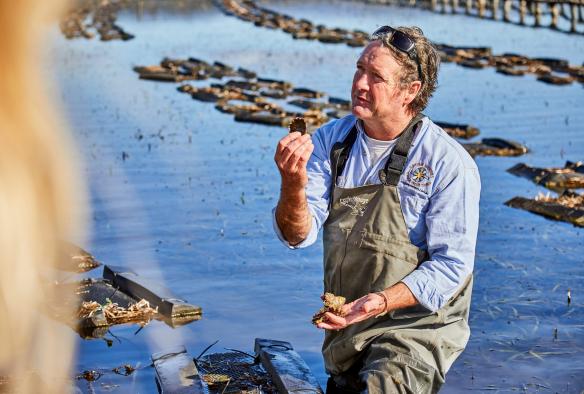 A person waist deep in water, plucking an oyster fresh from an oyster lease, Captain Sponge’s Magical Oyster Tours, South Coast, New South Wales © Tourism Australia