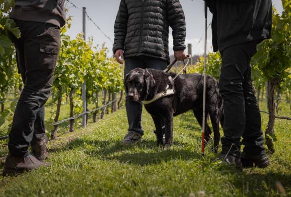 Man with a guide dog touring the vines at Puddleduck Vineyard with a friend and tour guide, Richmond, Tasmania © Dearna Bond