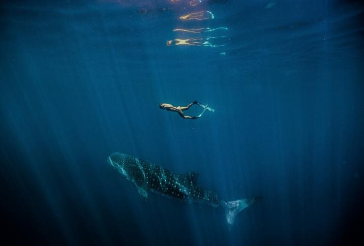 Whale Shark, Ningaloo Marine Park, WA © Tourism Western Australia