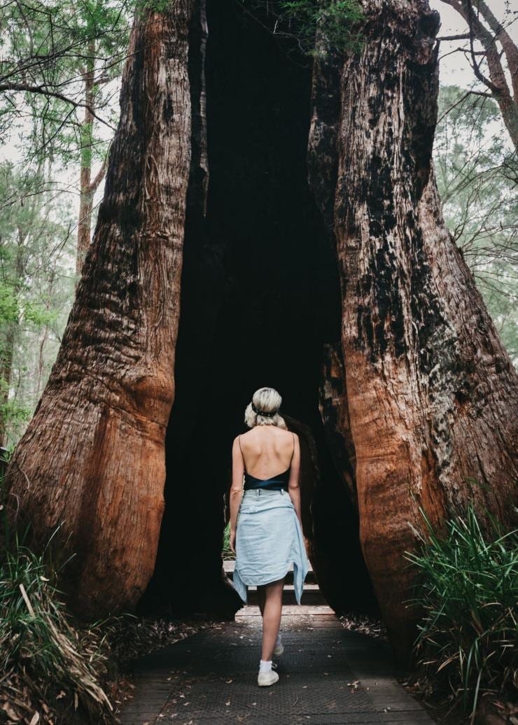 Valley of the Giants, Walpole, WA © Australia's South West 