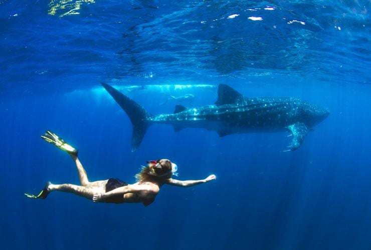 Whale Sharks, Ningaloo, Exmouth, Western Australia © Violeta Jahnel Brosig/Blue Media Exmouth