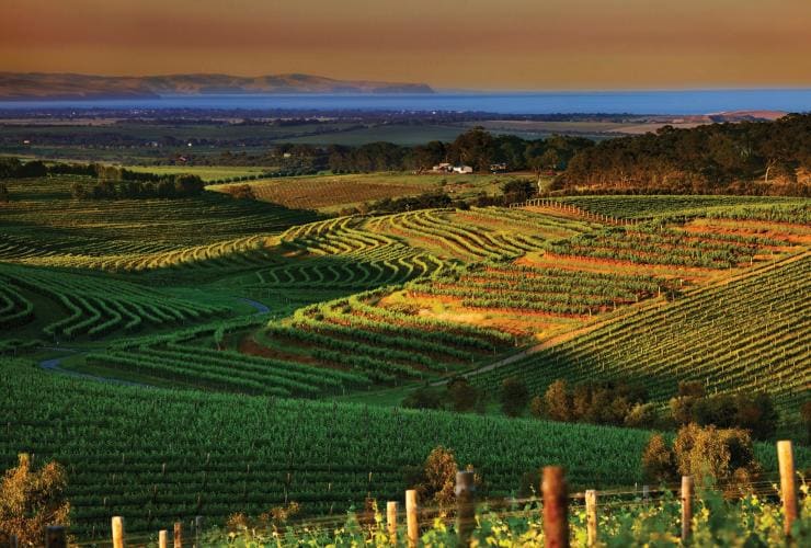 Aerial view over vineyards along lush green, rolling hills during sunset in McLaren Vale wine region, Fleurieu Peninsula, South Australia © South Australian Tourism Commission
